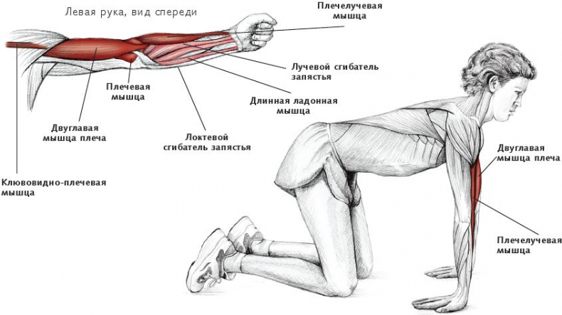 Анатомия стретчинга