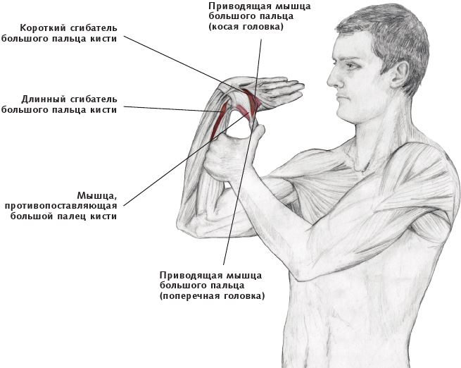 Анатомия стретчинга