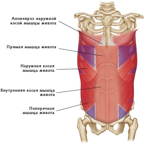 Анатомия стретчинга