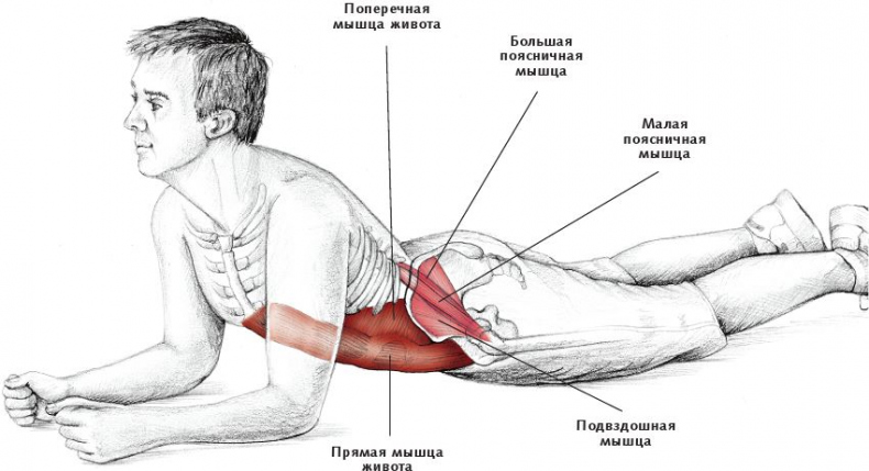 Анатомия стретчинга