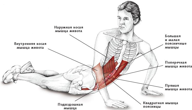 Анатомия стретчинга