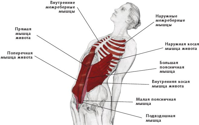 Анатомия стретчинга