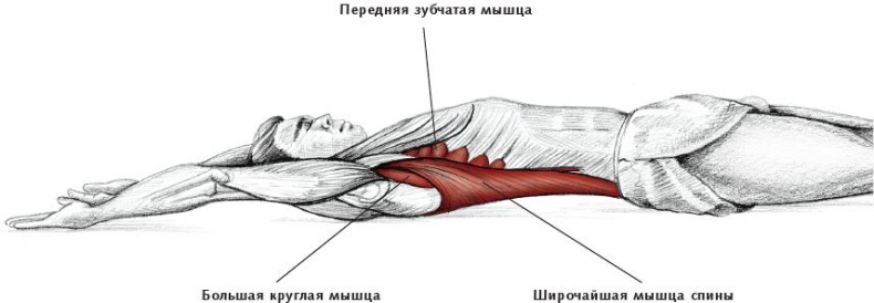 Анатомия стретчинга