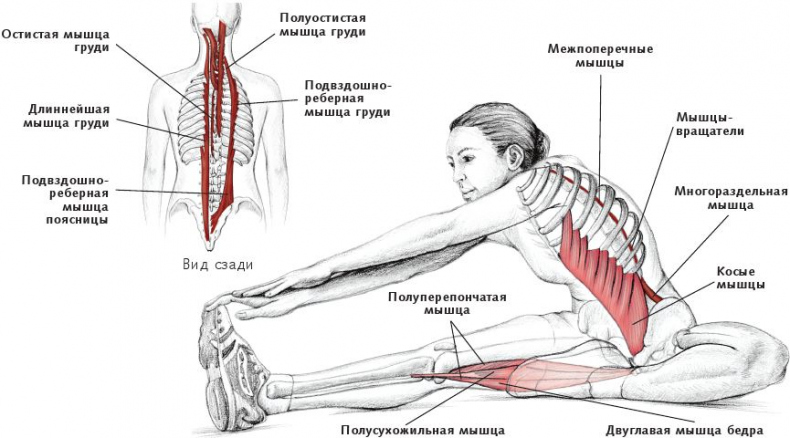 Анатомия стретчинга
