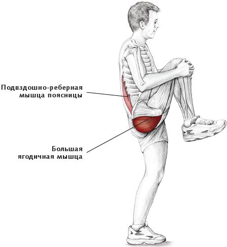 Анатомия стретчинга