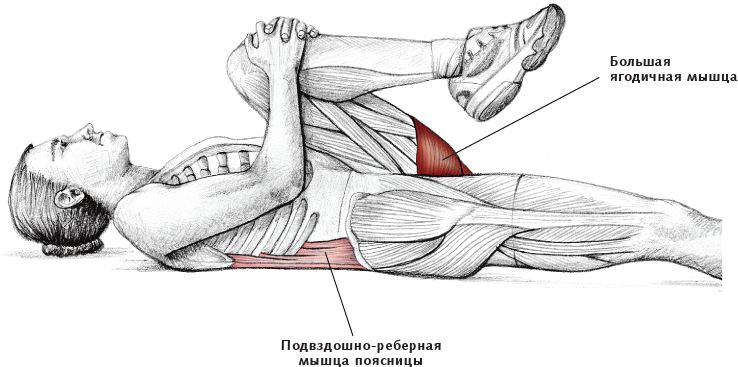 Анатомия стретчинга