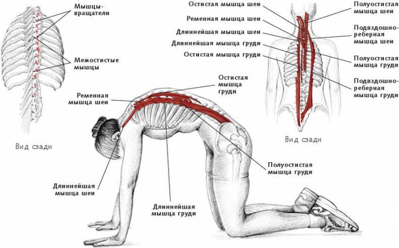 Анатомия стретчинга