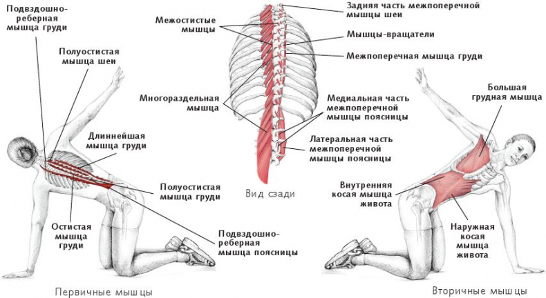 Анатомия стретчинга