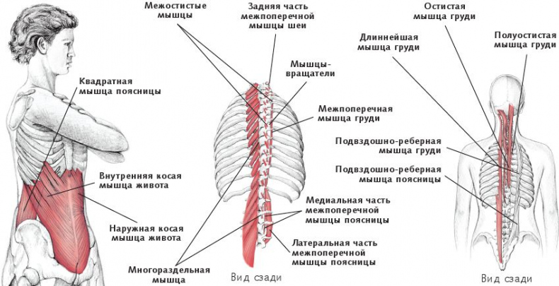 Анатомия стретчинга