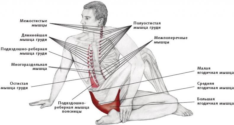 Анатомия стретчинга