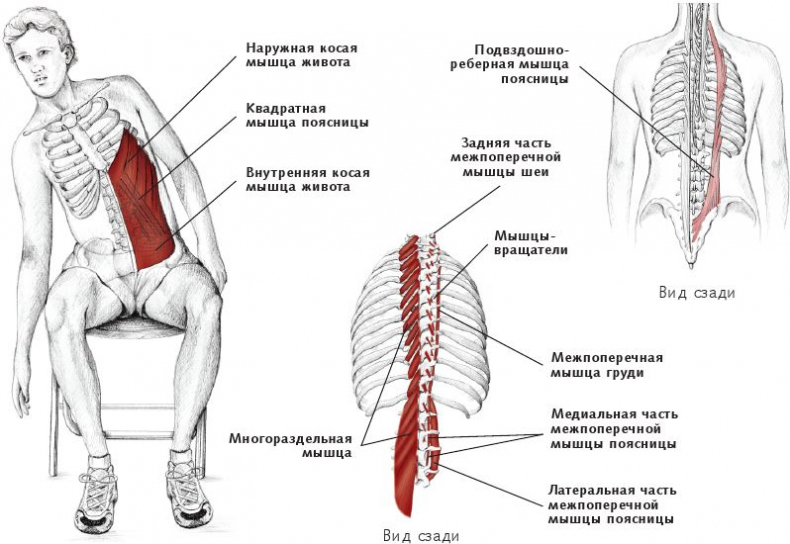 Анатомия стретчинга