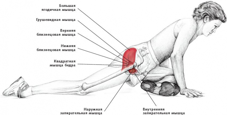 Анатомия стретчинга