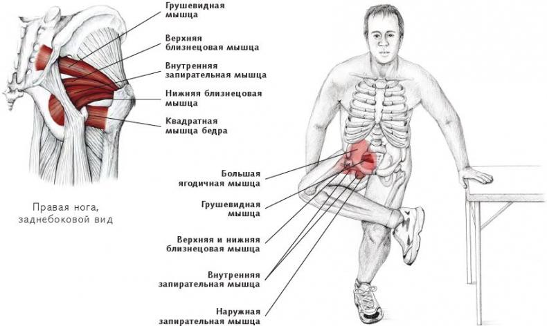 Анатомия стретчинга