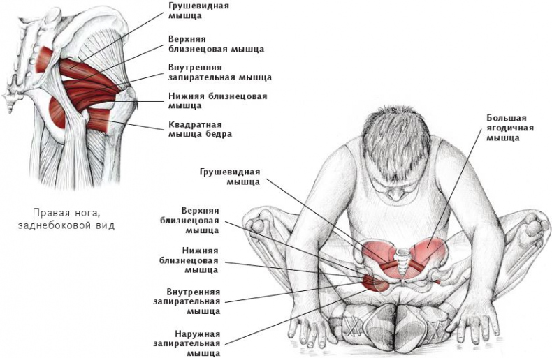 Анатомия стретчинга