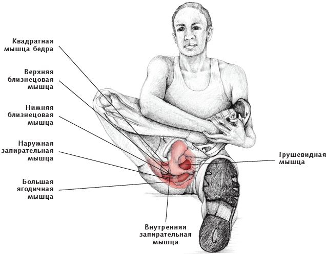 Анатомия стретчинга