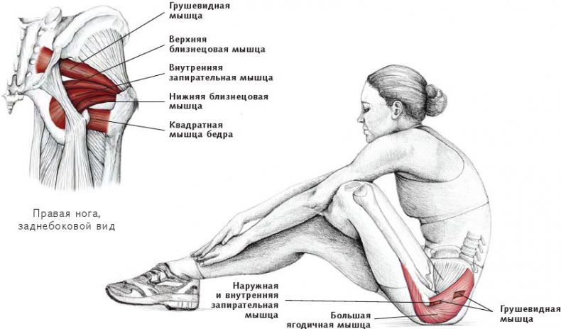 Анатомия стретчинга