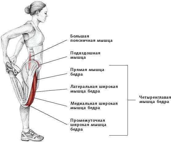 Анатомия стретчинга