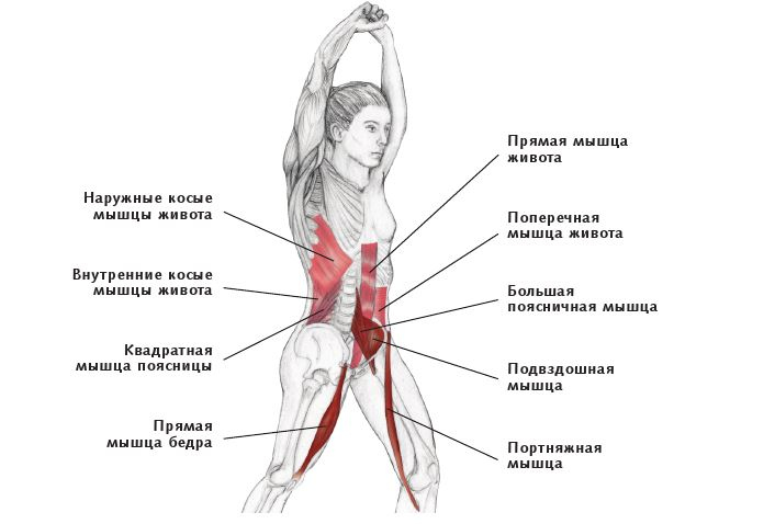 Анатомия стретчинга