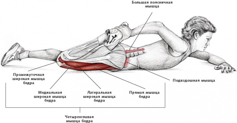 Анатомия стретчинга