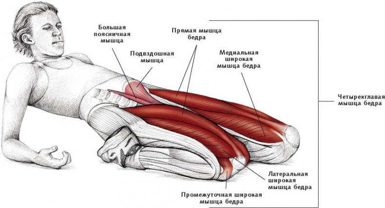 Анатомия стретчинга