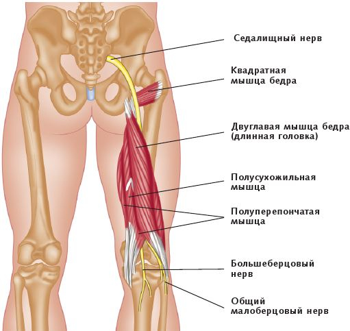 Анатомия стретчинга