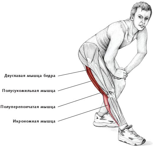 Анатомия стретчинга