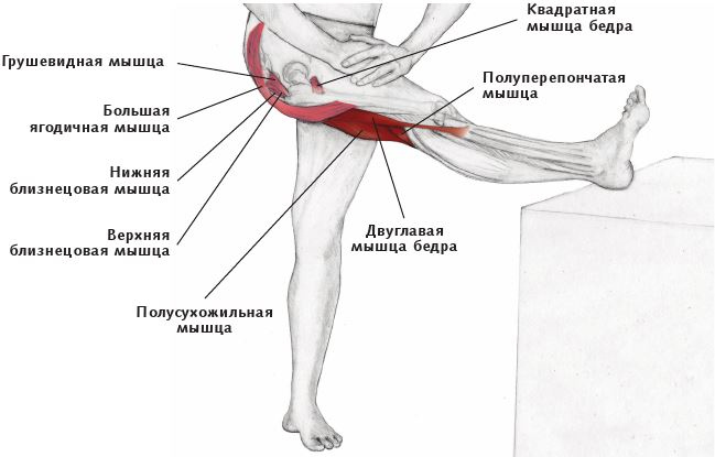 Анатомия стретчинга