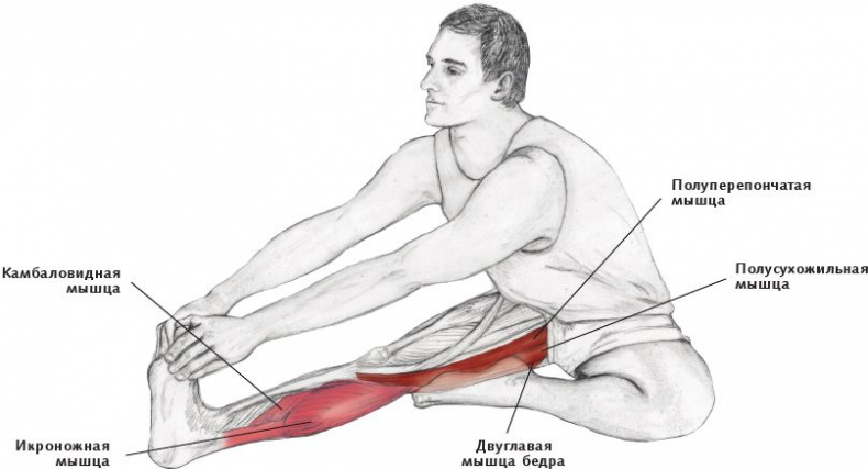 Анатомия стретчинга
