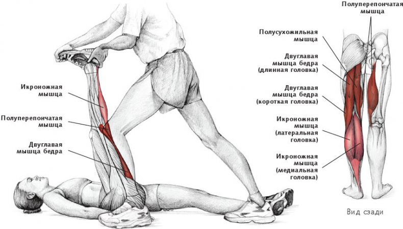 Анатомия стретчинга