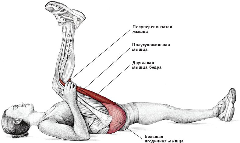 Анатомия стретчинга