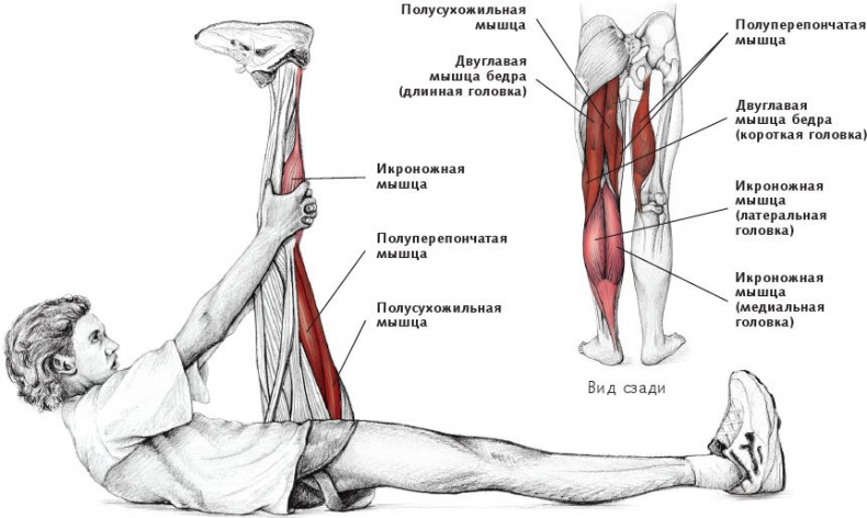 Анатомия стретчинга