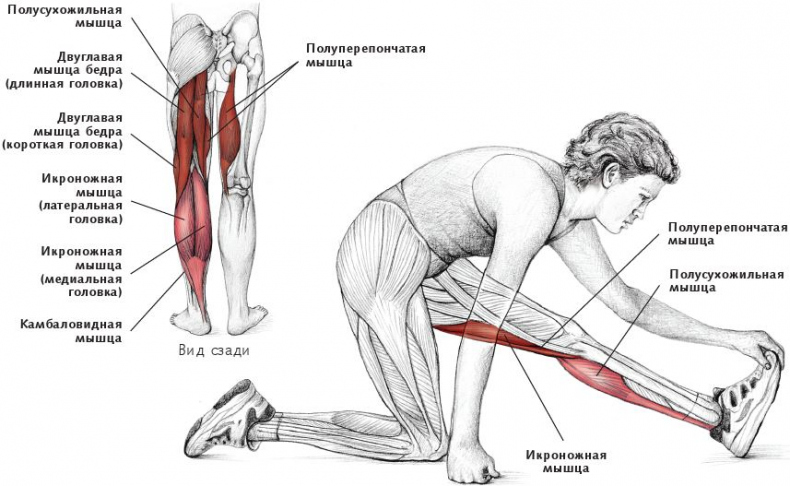 Анатомия стретчинга