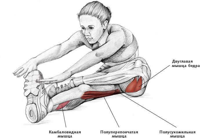 Анатомия стретчинга