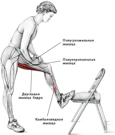 Анатомия стретчинга