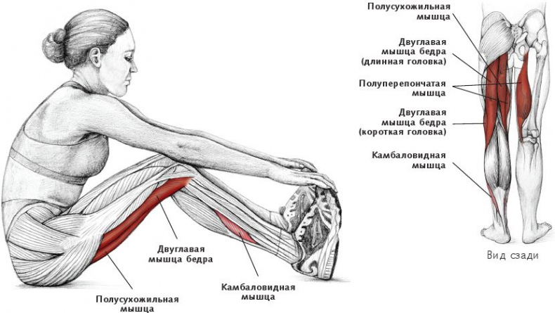 Анатомия стретчинга