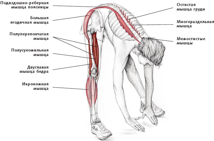 Анатомия стретчинга