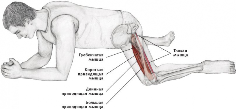 Анатомия стретчинга