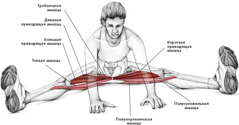 Анатомия стретчинга
