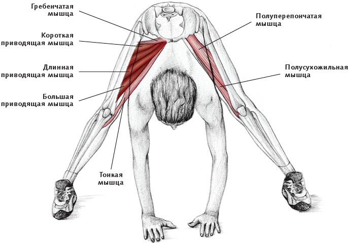 Анатомия стретчинга