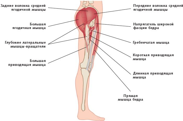 Анатомия стретчинга