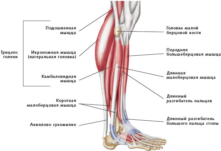 Анатомия стретчинга