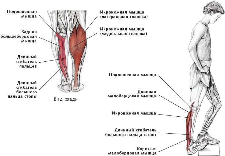 Анатомия стретчинга