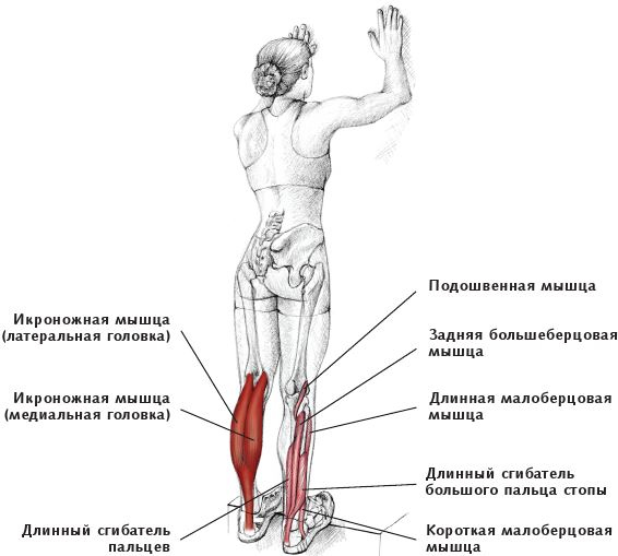 Анатомия стретчинга