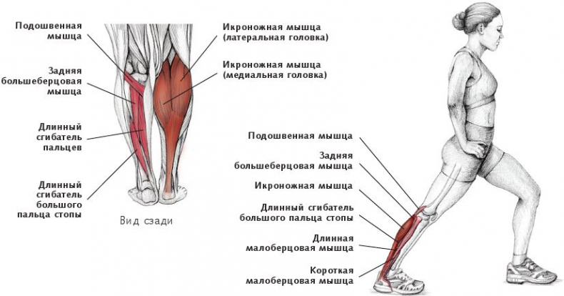 Анатомия стретчинга