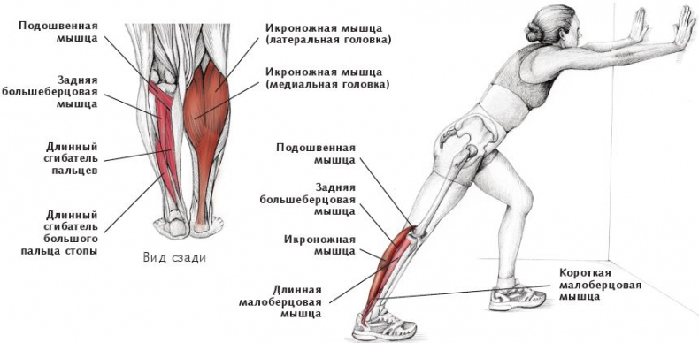 Анатомия стретчинга