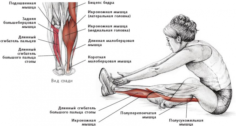 Анатомия стретчинга