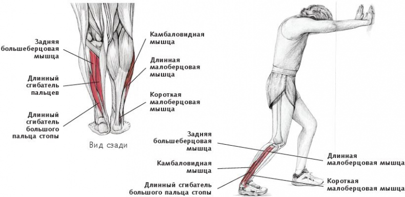 Анатомия стретчинга