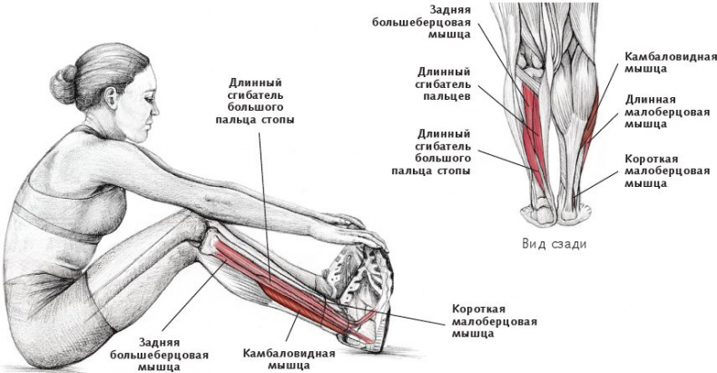 Анатомия стретчинга