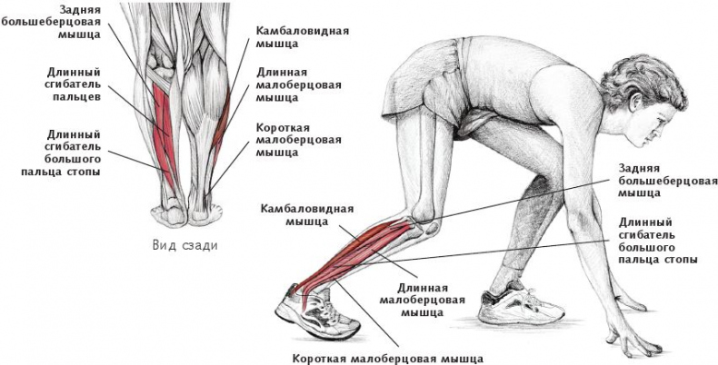 Анатомия стретчинга