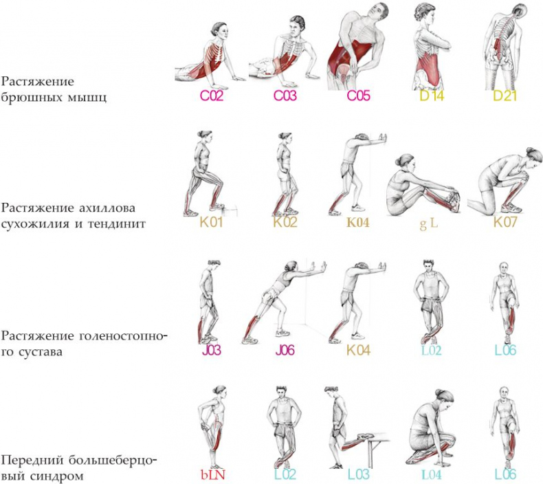 Анатомия стретчинга